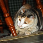 PROUD PRINCES W/ HER MOUSEY