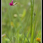 Grass Vetchling