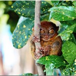 The Philippine Tarsier (Tarsius syrichta)