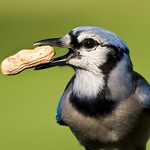 A Pea-NUTTY Jay!