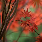 Acer Fanfare