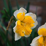 daffodil