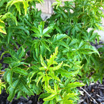 Shishigashira Japanese Maple