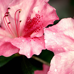 Flowers are love's truest language.