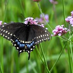 3758e2x summer sipper P900