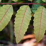 Cupaniopsis flagelliformis var. flagelliformis (syn Cupaniopsis curvidentata) - North Brown Tuckeroo
