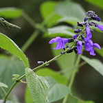 Salvia