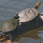 2 Turtles