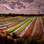 ~ Vegetables Field Texture and Reflection ~