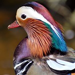 mandarin portrait