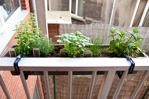 Kruid op het balkon