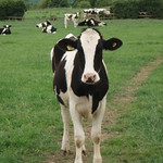 Curious Cow