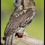 Corujinha do Mato (Otus choliba)