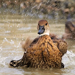 Wooooo Hooooo...TGIF!!!!!!