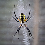 Black and Yellow Garden Spider