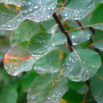 The Beth Chatto Gardens - A Little Bit of Light Releaf!