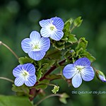 both simply and delicate