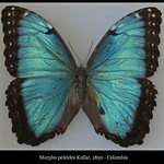 20090213_9326b_butterfly Morpho peleides Kollar, 1850 - Colombia