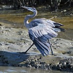 DANCING HERON