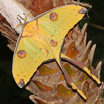 Madagascan Moon Moth