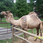 Camel