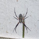 09-14-2009_Spider_001