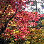 Autumn colours in the observatory