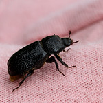 Rhinoceros Beetle - Female (Sinodendron cylindricum)