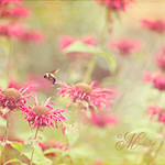 Flight of the Bumblebee