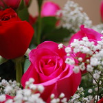 Valentine's Roses