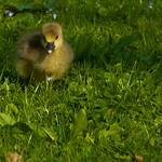Little Quacker