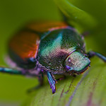 Japanese Beetle