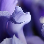 Purple Passion