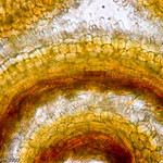 Dandelion Series - Image #18