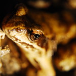 Lost frog in the dark mountain!