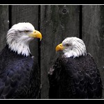 two eagles