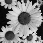 Daisies