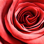 Big Red Rose