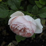 Ambridge Rose