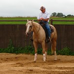 Pretty Palomino Quarter Horse