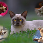 Tribute for Dexter - EXPLORE 3/8/2015