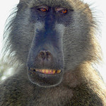 Chacma Baboon - Papio ursinus