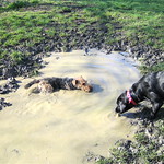 Mud Bath