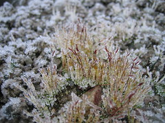 Borrowdale Boxing Day