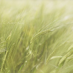 11 ~ when a west wind blows...