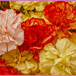 Carnations