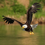 Bald Eagle on a Mission