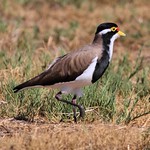 Banded Lapwing 1
