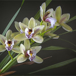 Winter Orchid