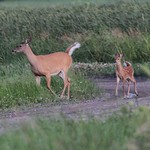 Cerf de Virginie / Odocoileus virginianus borealis / White-tailed Deer